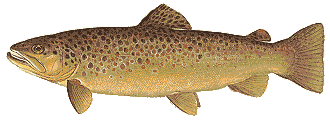 browntrout